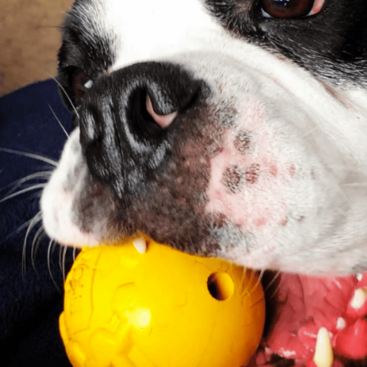 Dog Treat Ball product image 5