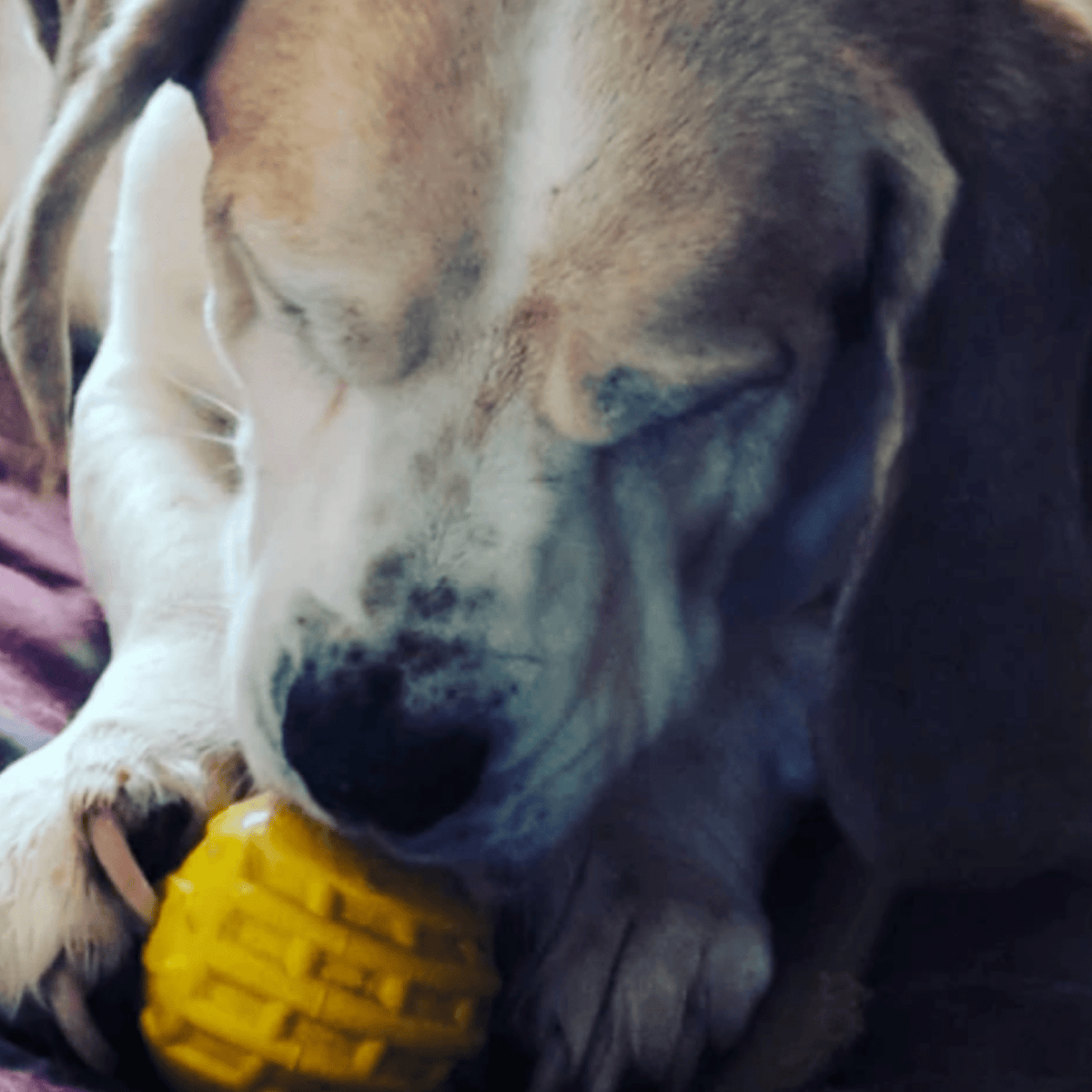 Dog Treat Ball product image 6