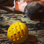 Dog Treat Ball product image 7