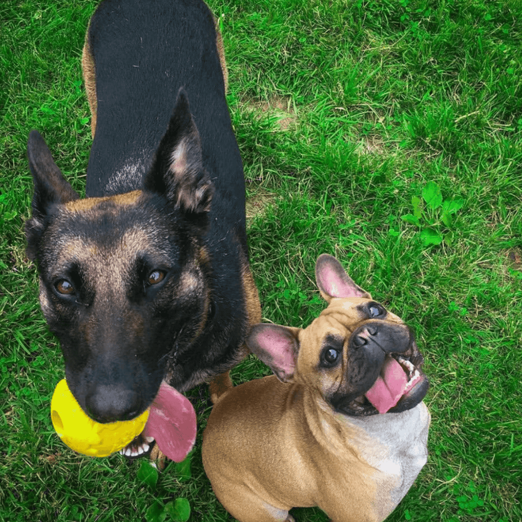 Dog Treat Ball product image 8