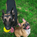 Dog Treat Ball product image 8