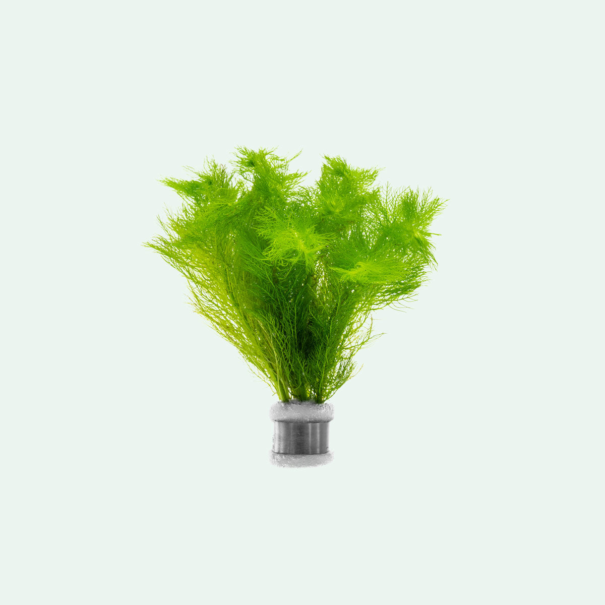 Live Aquarium Plant product image 1