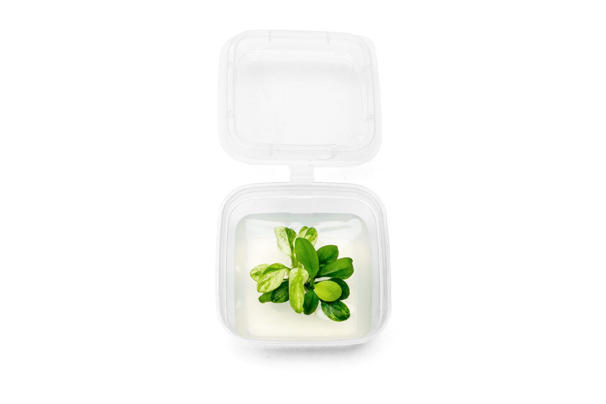 Live Aquarium Plant product image 1