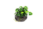 Live Anubias Nana Petite on Lava Stone Single