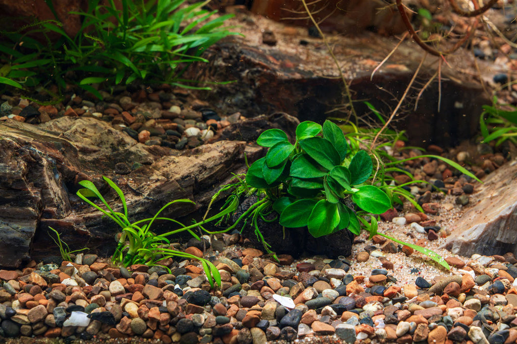 Live Anubias Nana Petite on Lava Stone product image 2