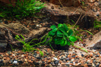 Live Anubias Nana Petite on Lava Stone product image 2