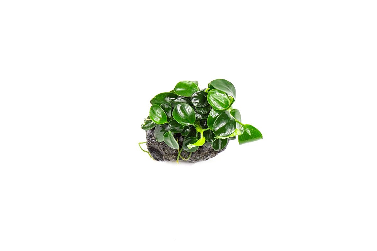 Live Anubias Nana Petite on Lava Stone product image 3