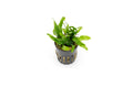Aquarium Plant product image 1