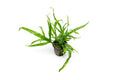 Java Fern product image 1