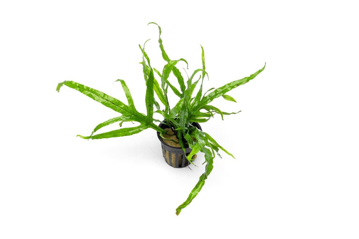 Java Fern product image 1