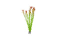 Aquatic Stem Plant product image 1