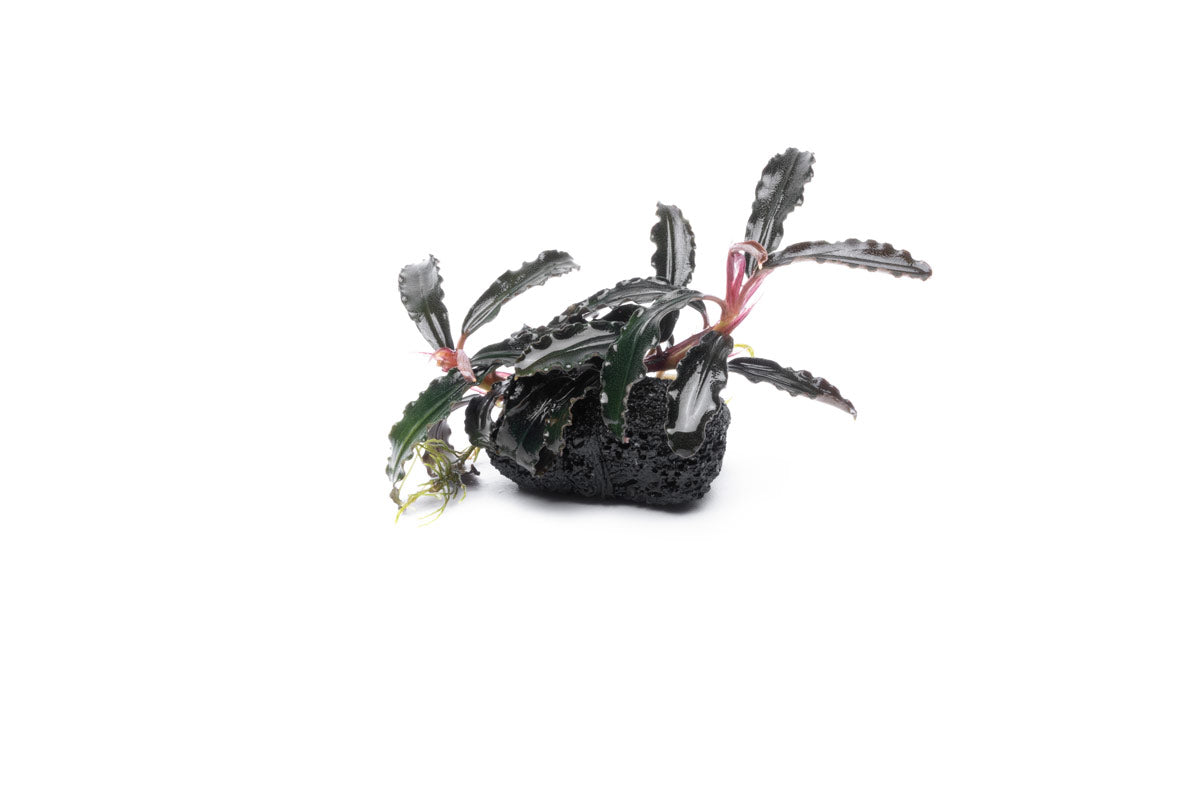 Aquarium Plant product image 1