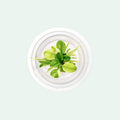 Live Aquarium Plant product image 1