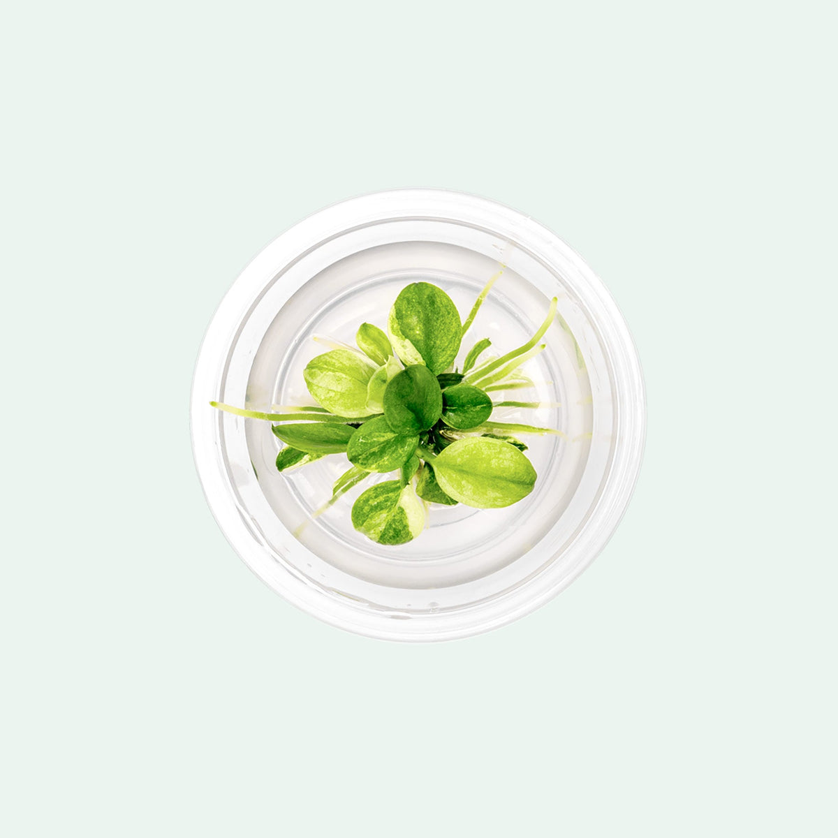 Live Aquarium Plant product image 1