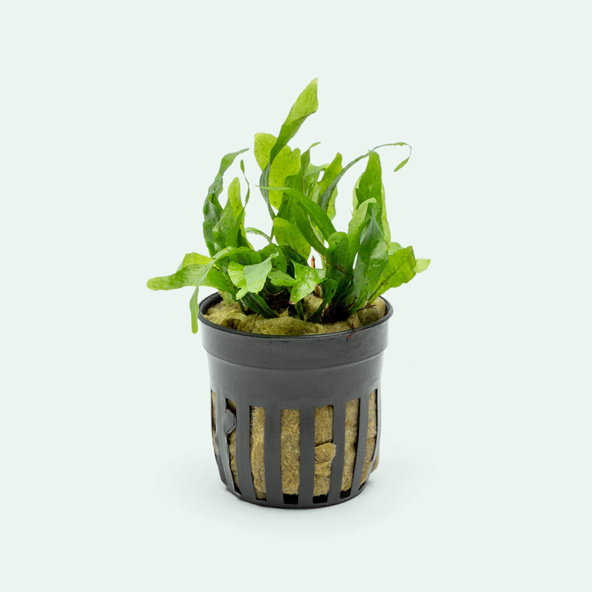 Aquarium Plant product image 1