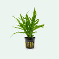 Aquarium Plant product image 1