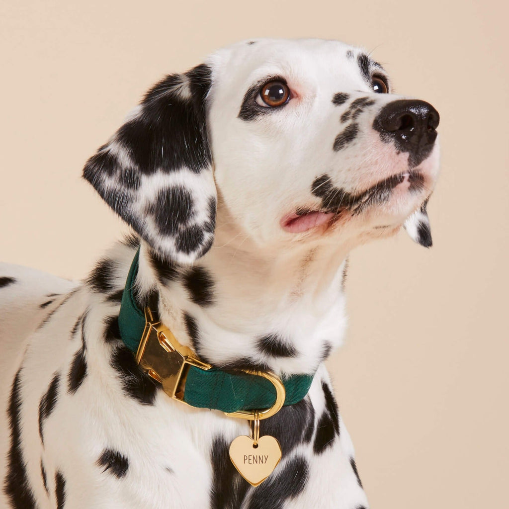 Dog Collar product image 6