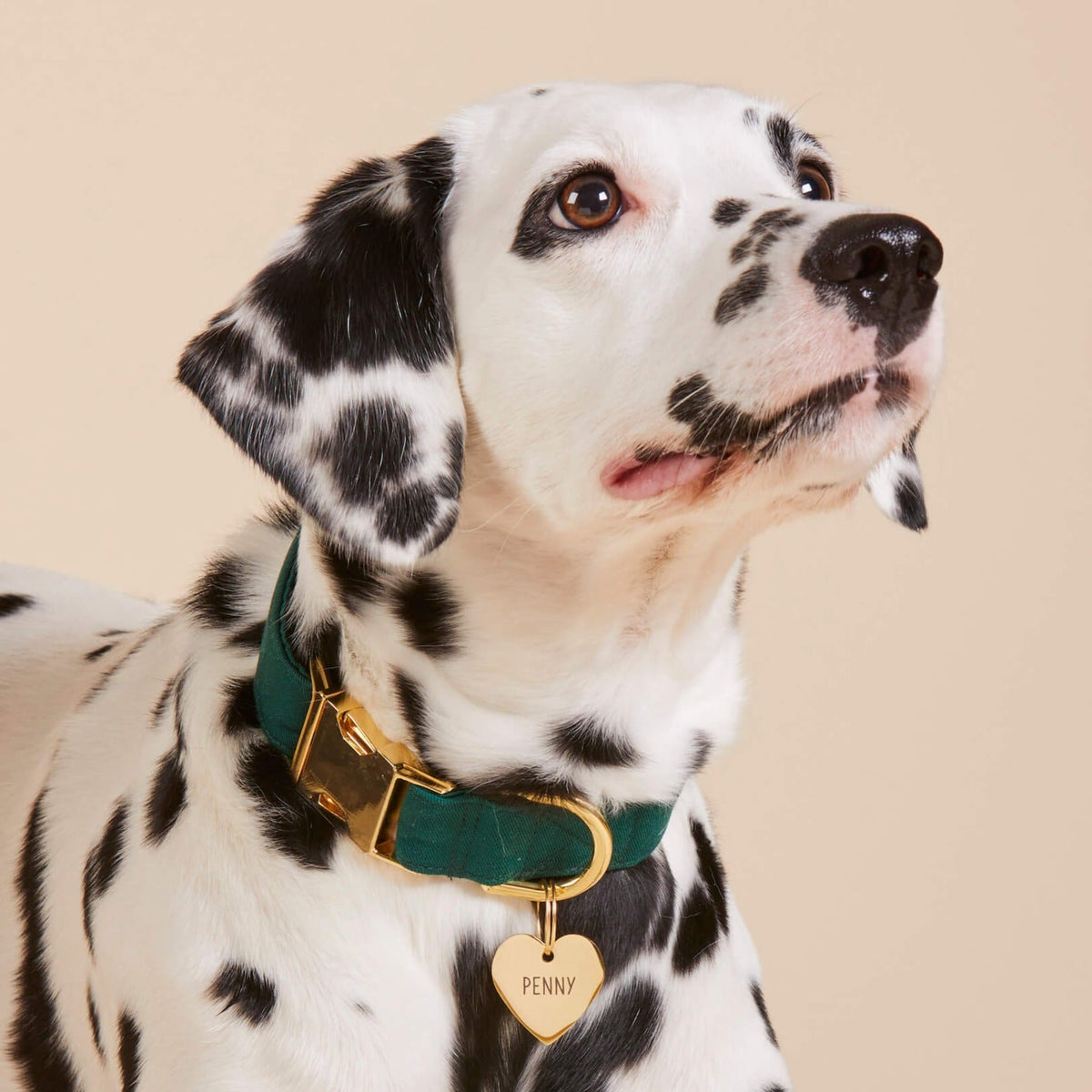 Dog Collar product image 6