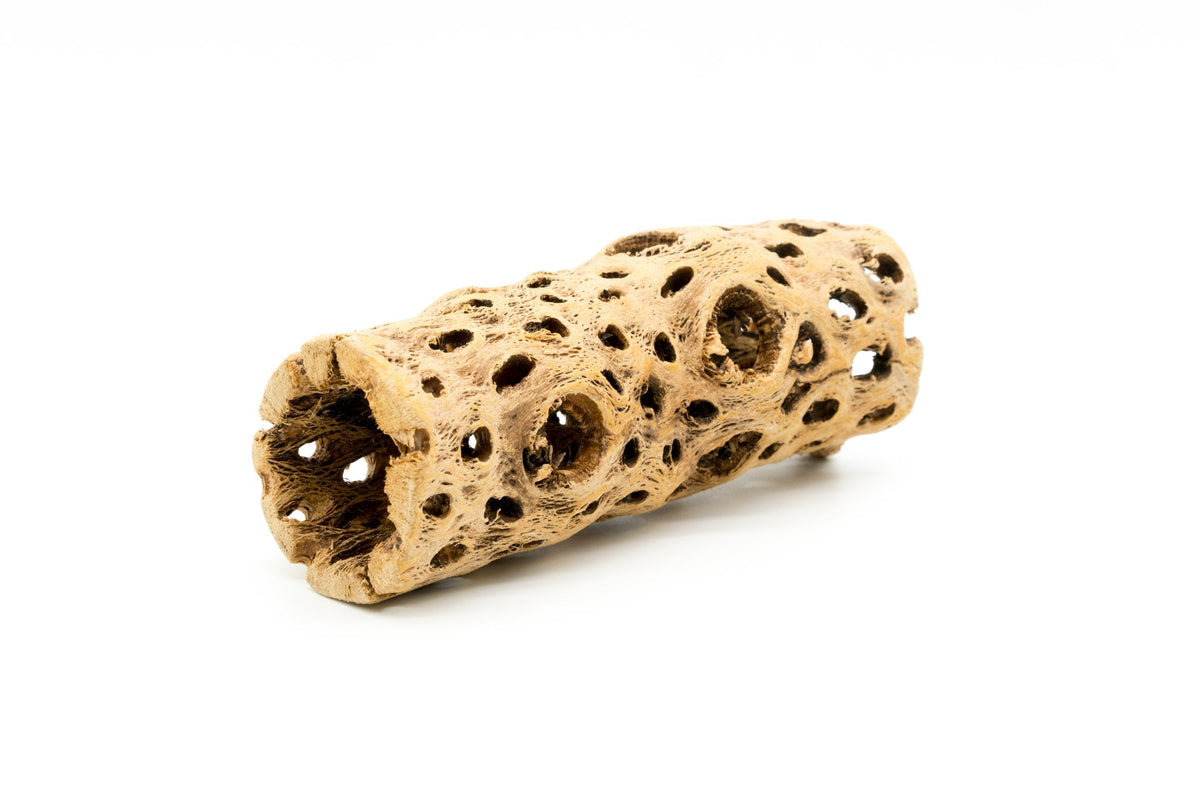 Cholla Driftwood product image 1