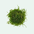 Live Aquarium Plant product image 1