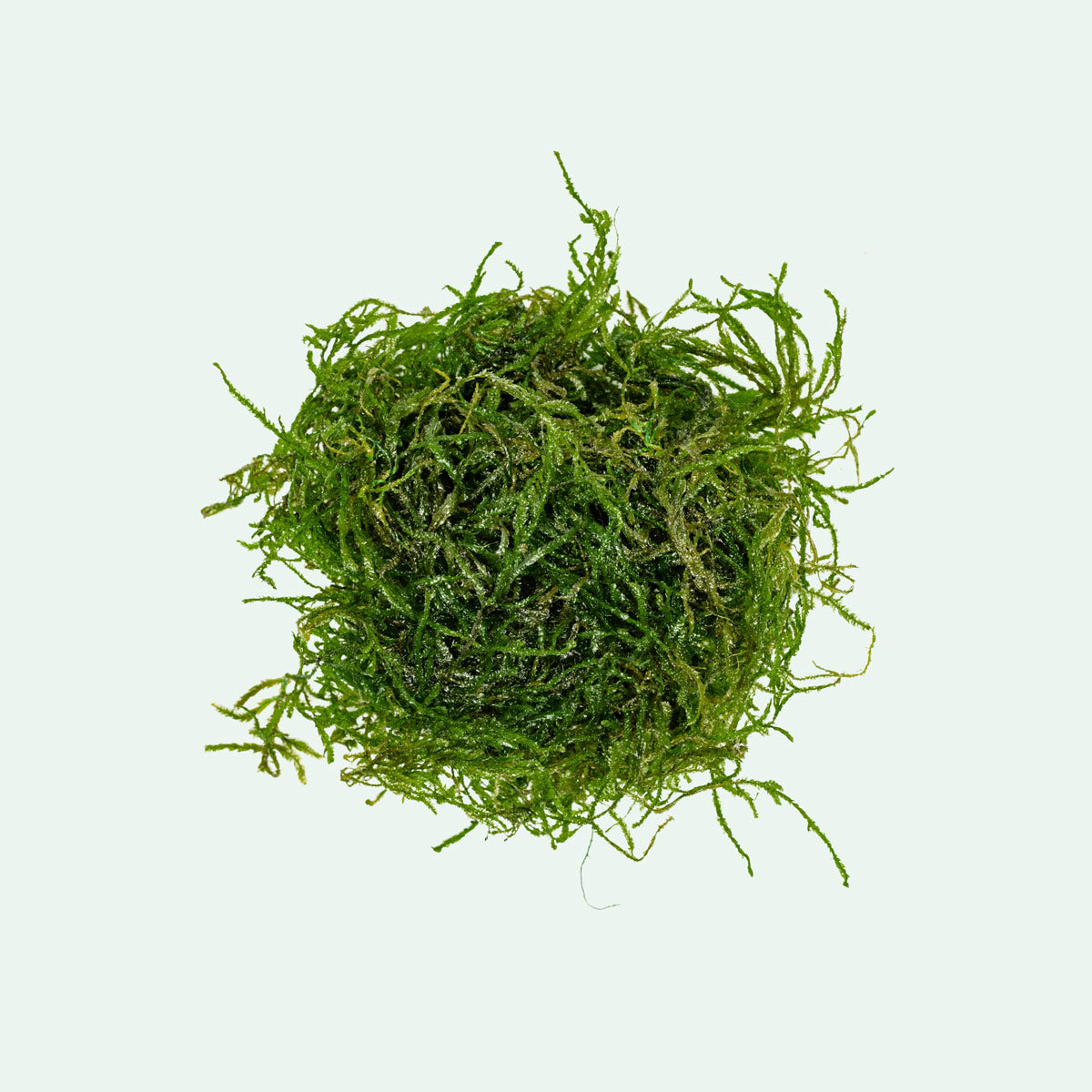 Live Aquarium Plant product image 1