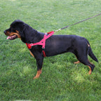 Dog Harness product image 8