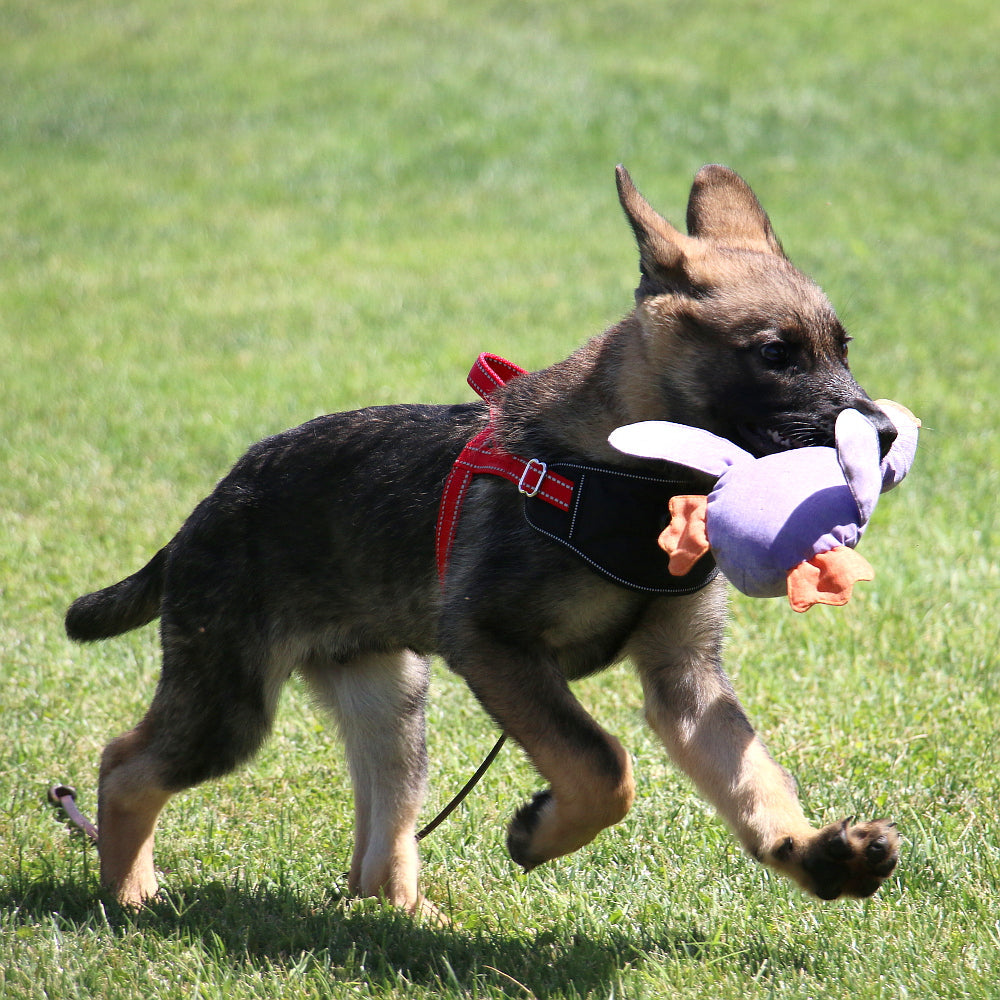 Dog Harness product image 9