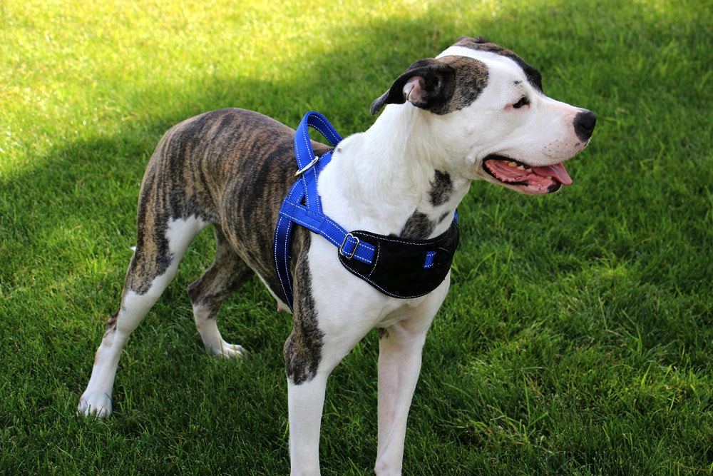 Dog Harness product image 11