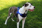 Dog Harness product image 11