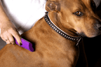 Pet Deshedding Tool product image 7