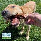 A young golden retriever is given a dehydrated turkey neck. The photo also shows a Certified Humane logo, indicating that the turkey neck is made from humanely raised and handled turkey.