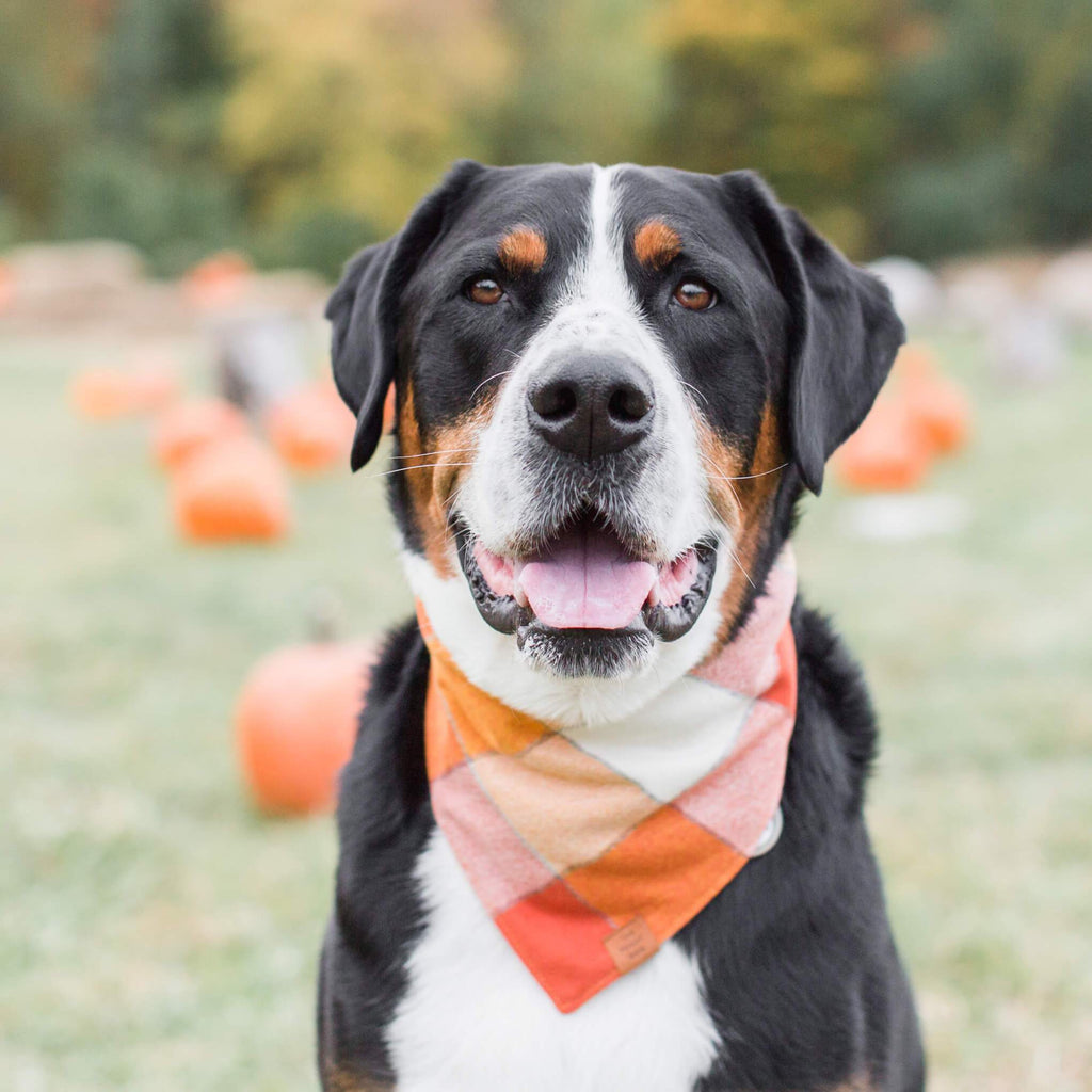 Dog Bandana product image 9