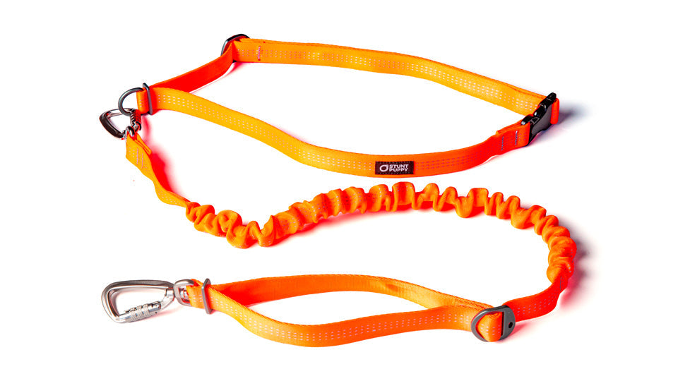 Hands-Free Dog Leash product image 1