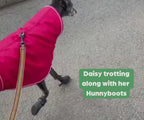 Greyhound and Whippet Dog Boots product image 50