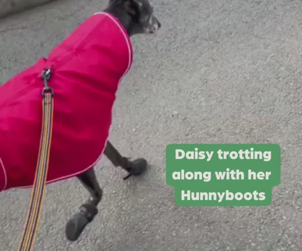 Greyhound and Whippet Dog Boots product image 50