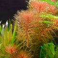 Live Freshwater Stem Plant product image 1