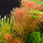 Live Freshwater Stem Plant product image 1