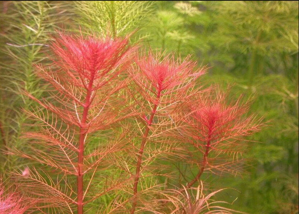 Live Freshwater Stem Plant product image 3