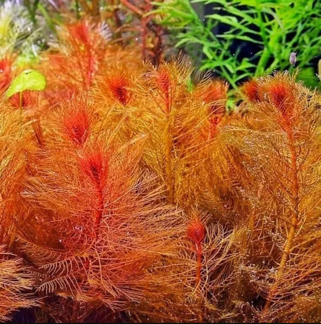Live Freshwater Stem Plant product image 4