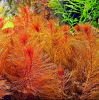 Live Freshwater Stem Plant product image 4