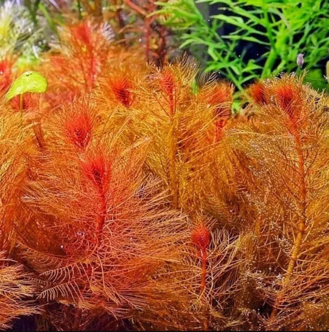 Live Freshwater Stem Plant product image 4