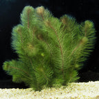 Live Freshwater Stem Plant product image 5