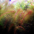 Live Freshwater Stem Plant product image 6