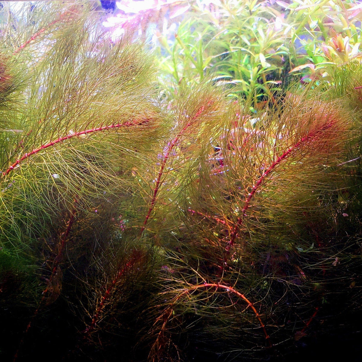 Live Freshwater Stem Plant product image 6