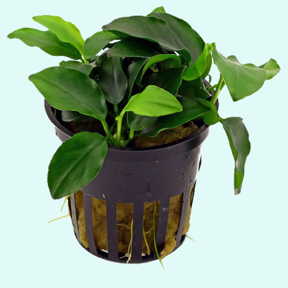 Live Aquarium Plant product image 2