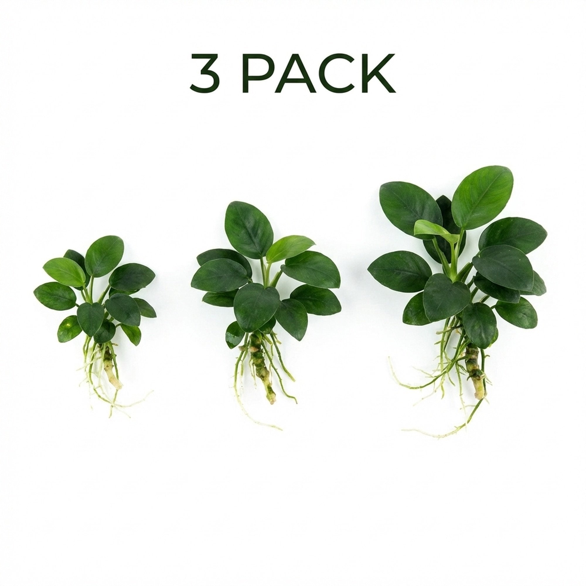 Live Aquarium Plant product image 3