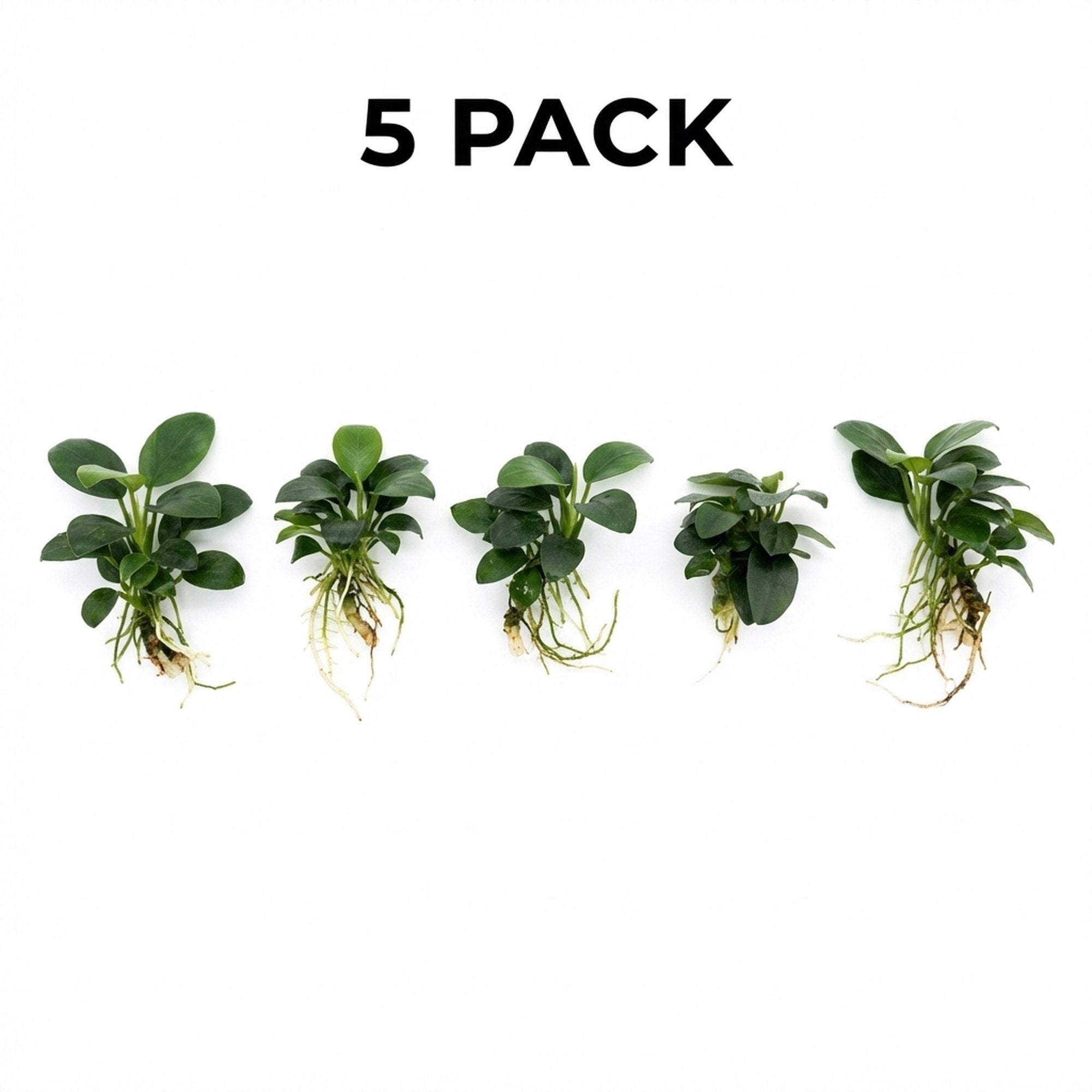 Live Aquarium Plant product image 4
