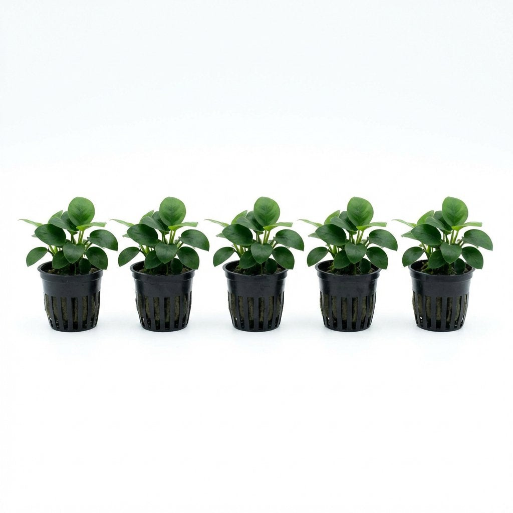 Live Aquarium Plant product image 6