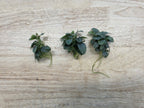 Live Aquarium Plant product image 7