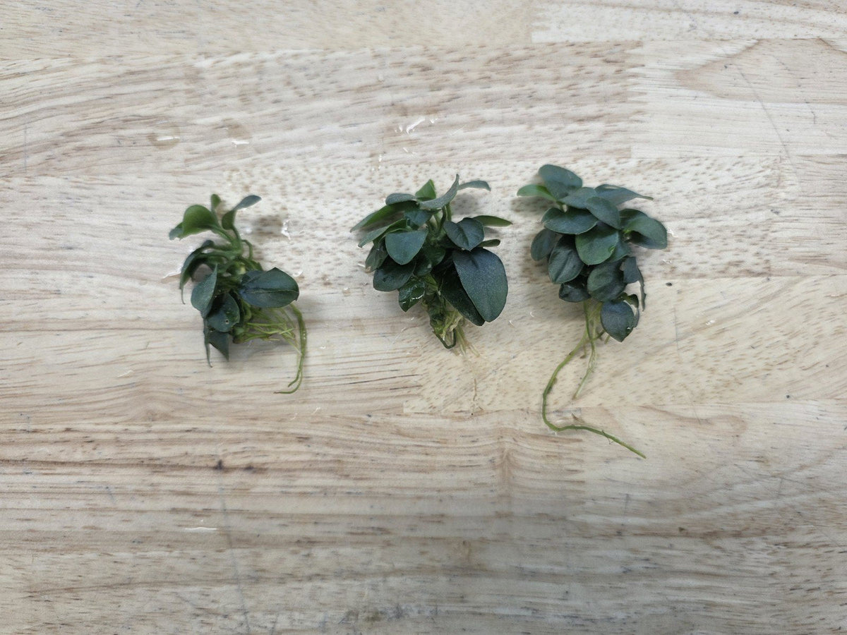 Live Aquarium Plant product image 7